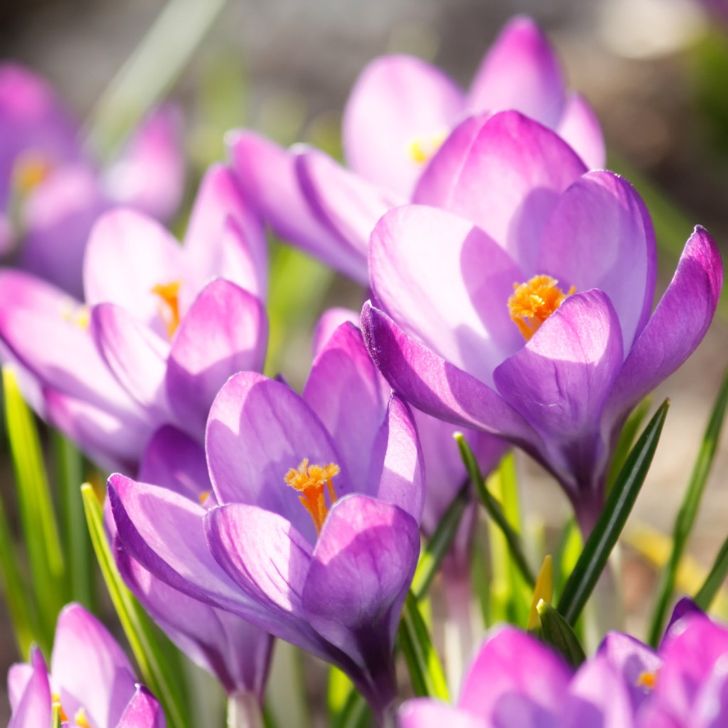 rich spring flowers