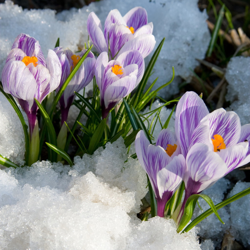 Flowers purple crocus in the snow, spring landscape